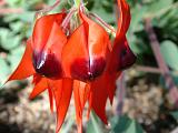 Sturt's Desert Pea 